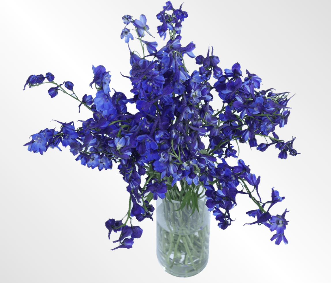 Delphinium