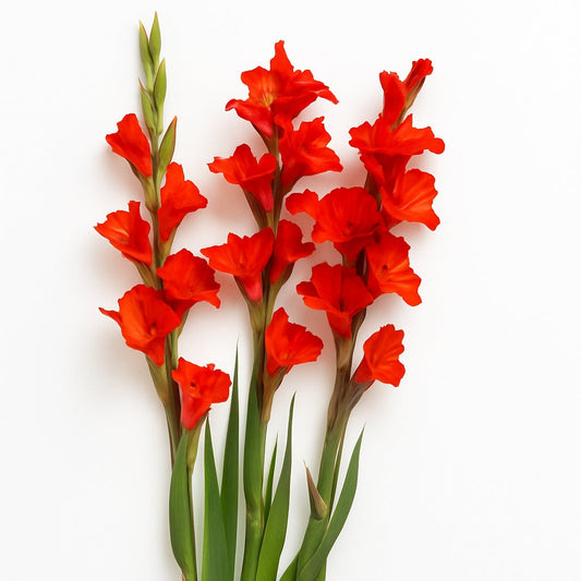 Gladiola