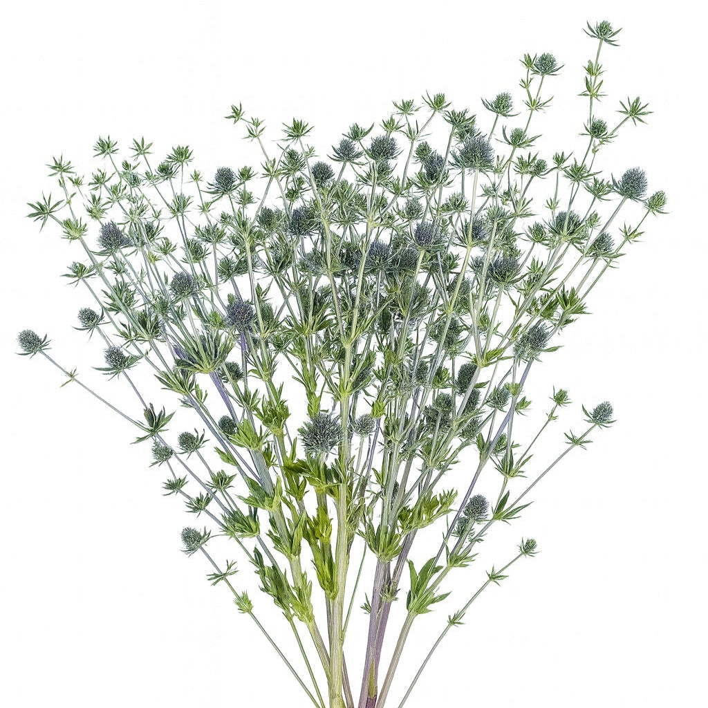 Eryngium