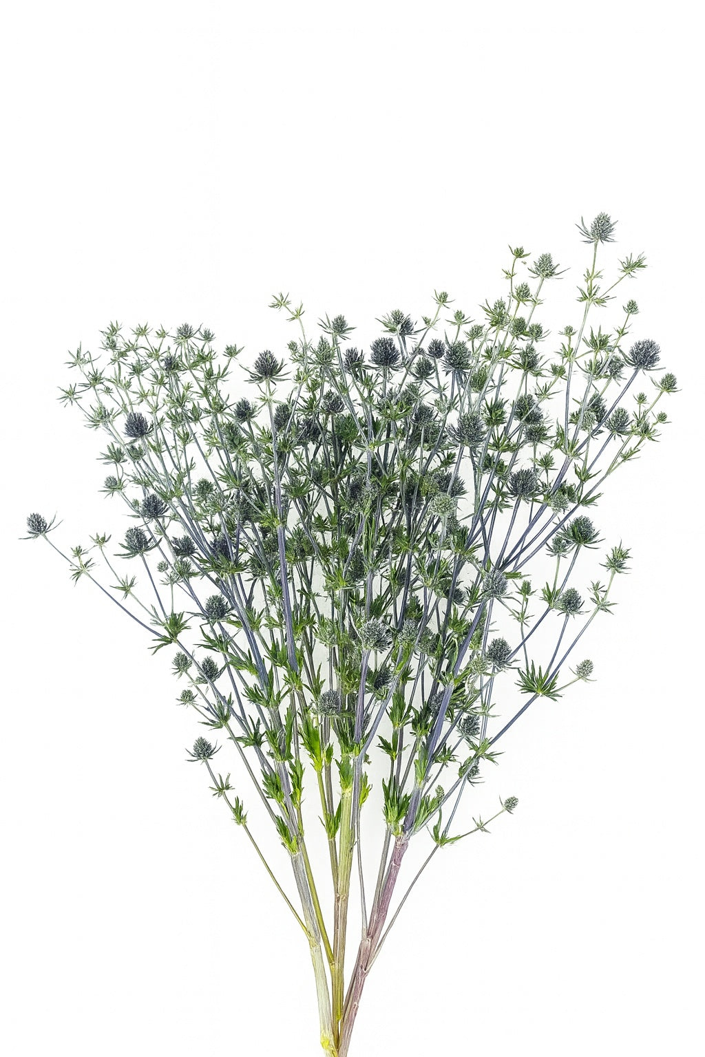 Eryngium