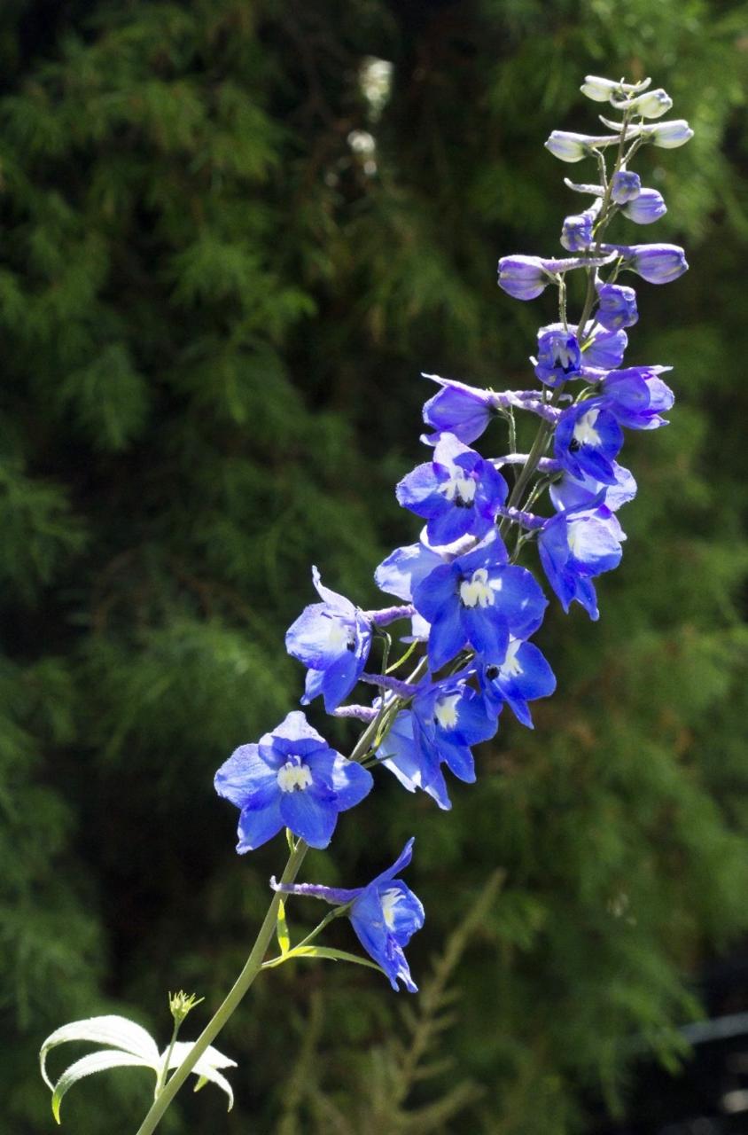 Espuela de caballero